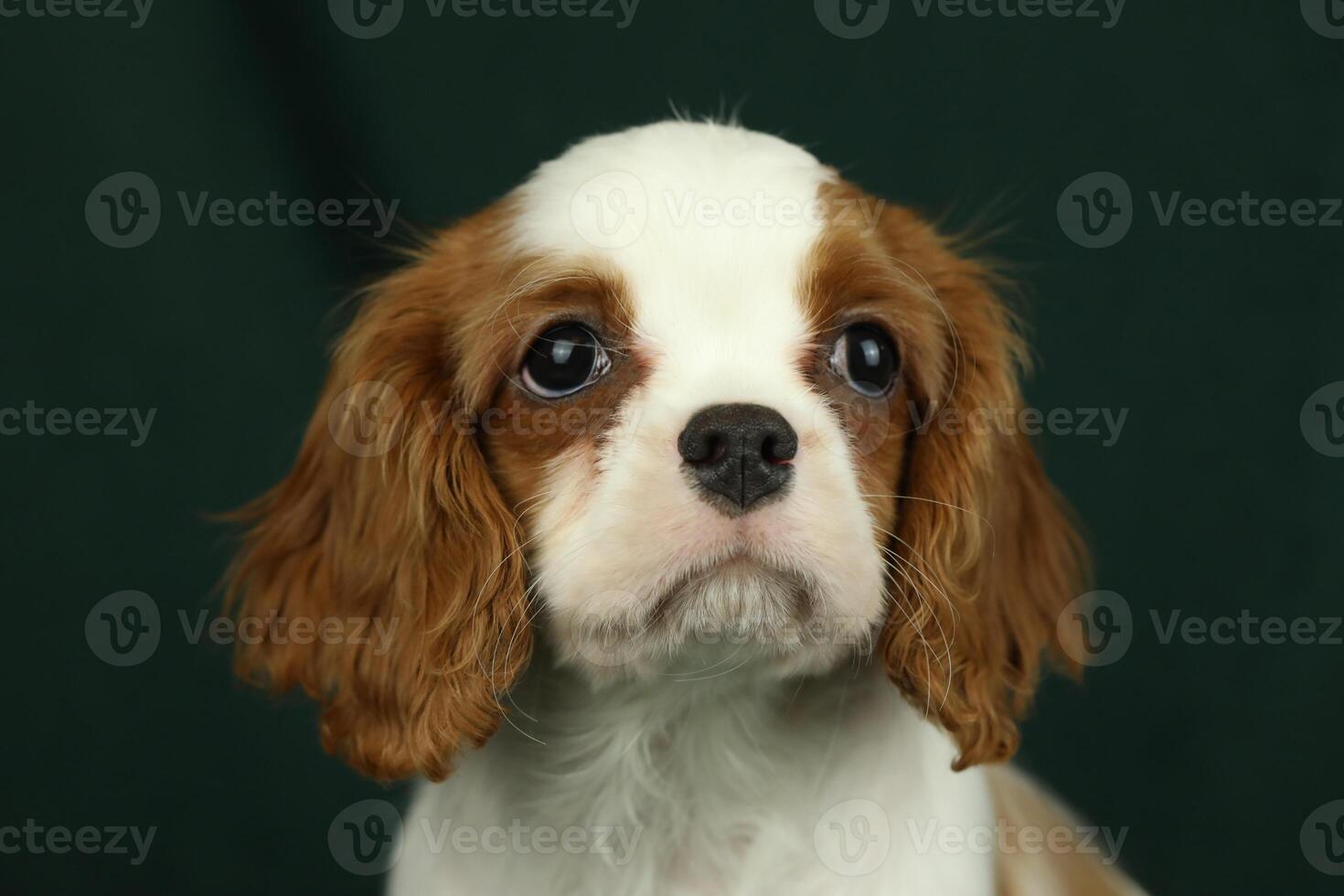 Cute cavalier King Charles spaniel puppy on dark background photo