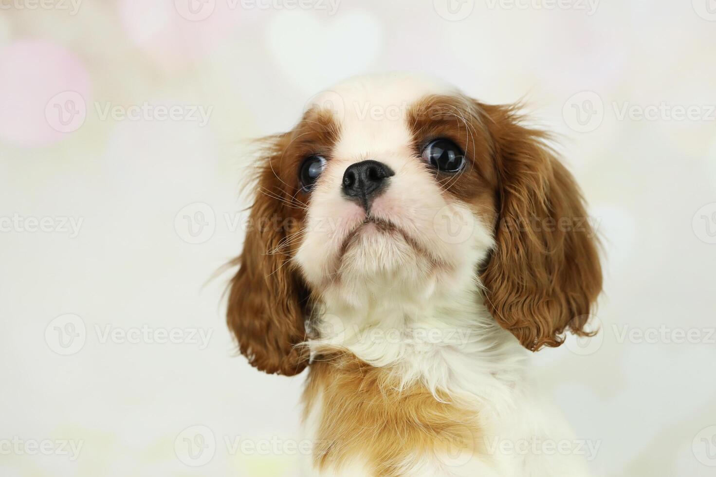 Cute cavalier King Charles spaniel puppy on light background photo