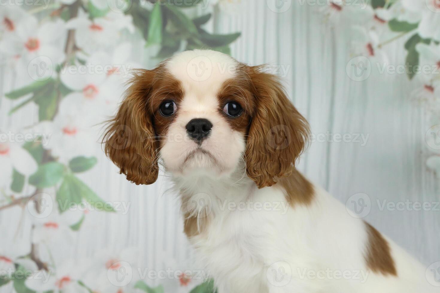 Cute cavalier King Charles spaniel puppy on light background photo