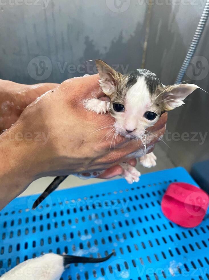 Bubble bath a small gray stray cat. Cute small tabby kitten taking a bath. a fluffy cat photo