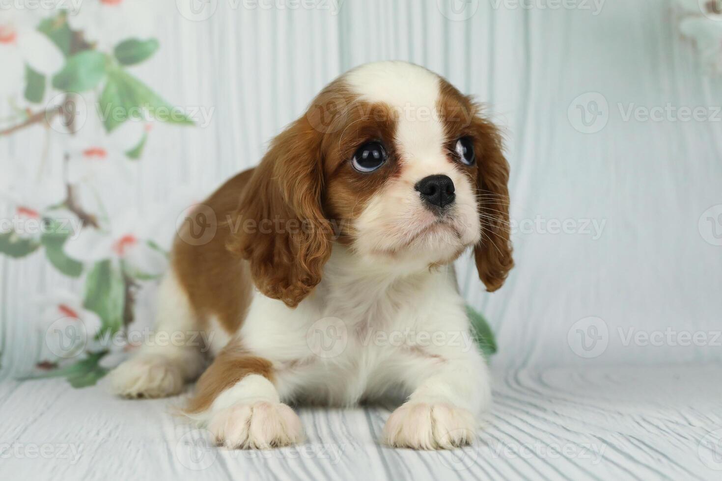 Cute cavalier King Charles spaniel puppy on light background photo