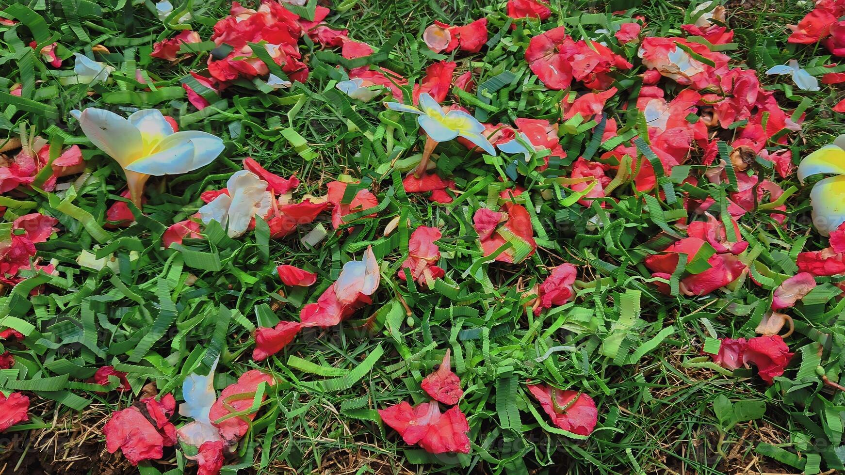 a collection of flowers on the ground photo