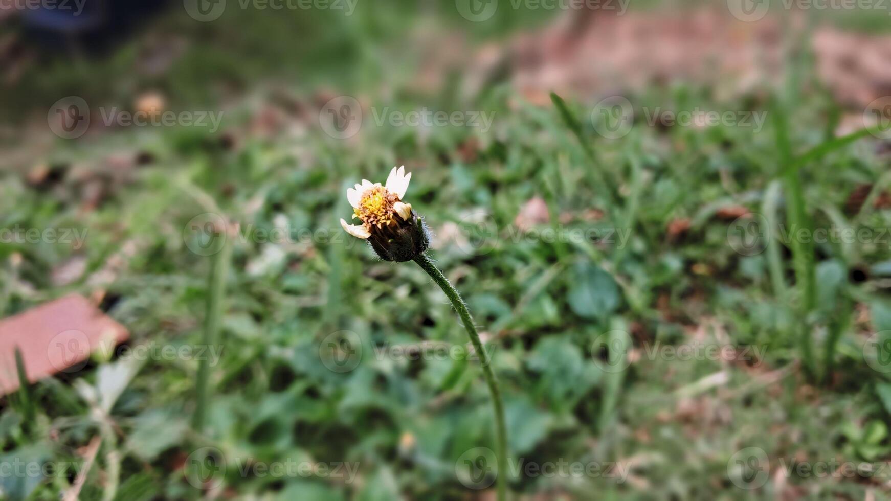 bokeh foto de un flor en el césped