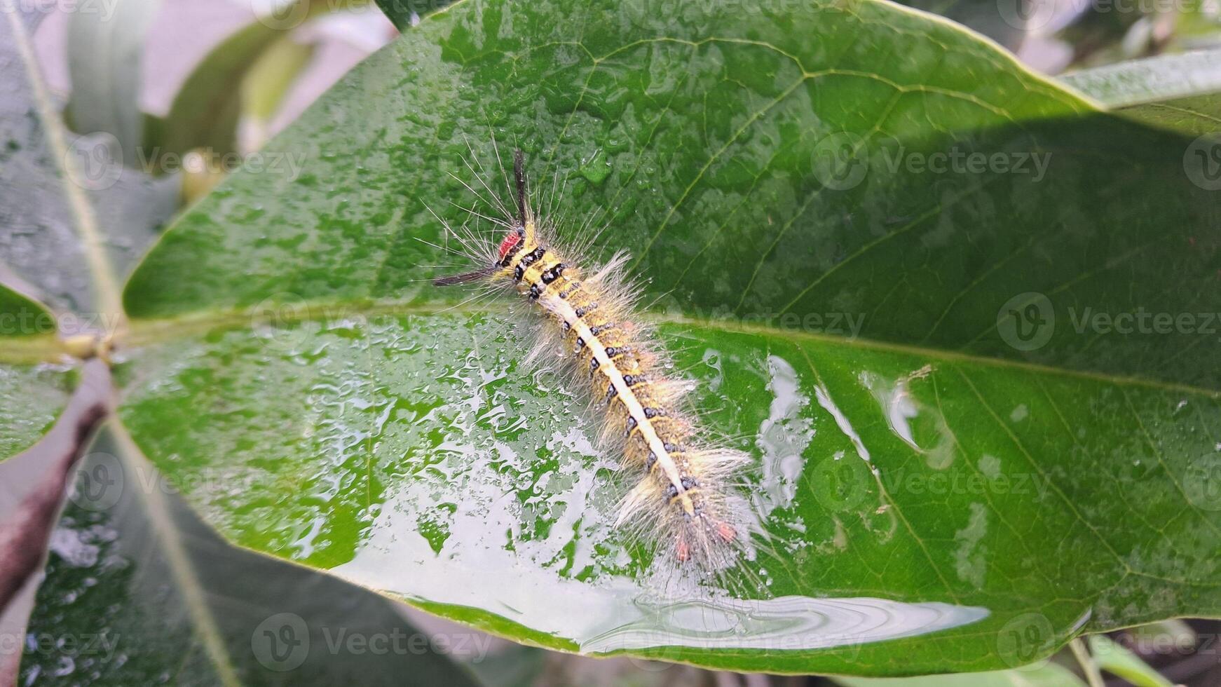 un oruga en un hoja con agua gotas en eso foto