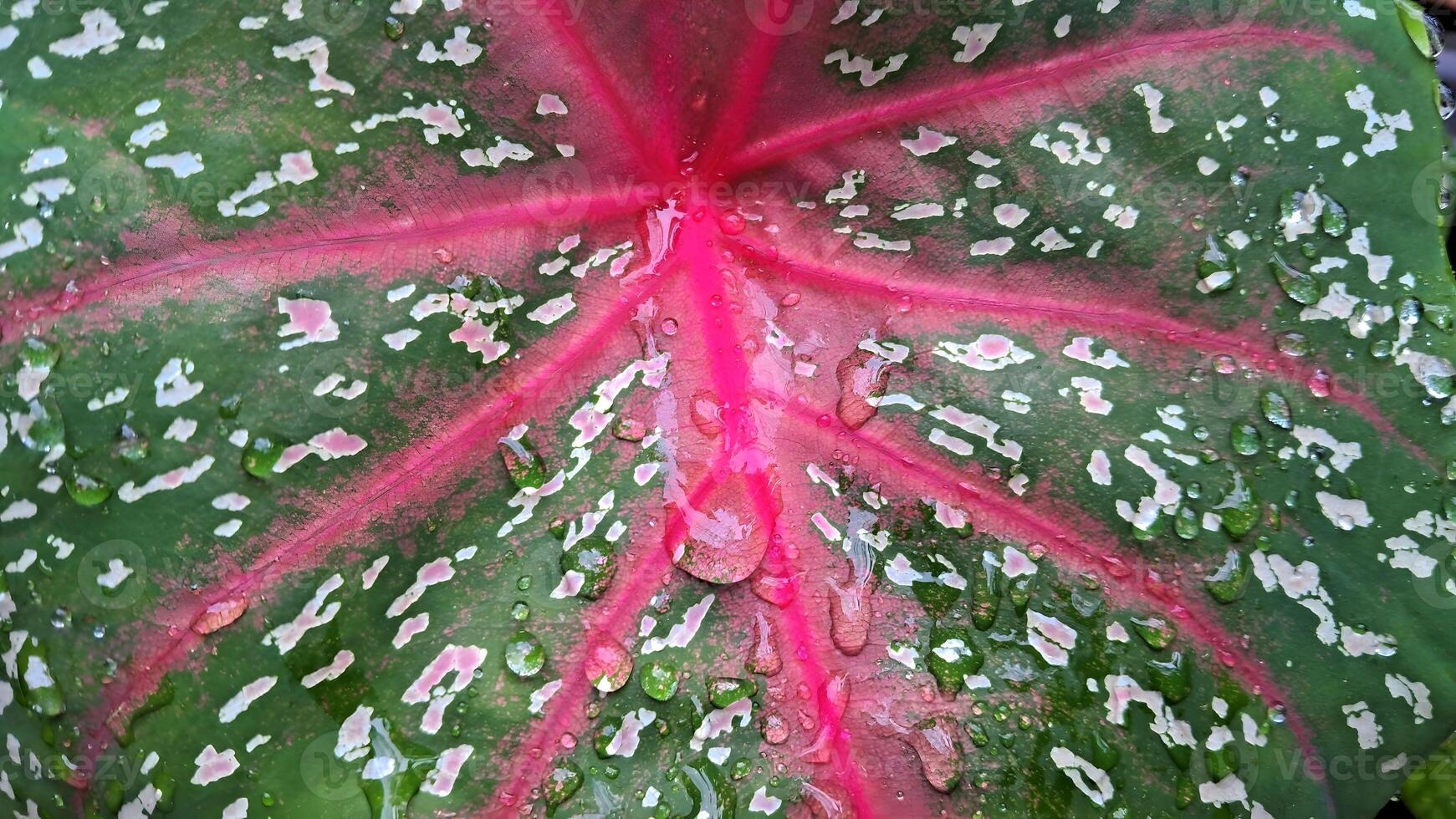 close-up photo of leaves with pink and white spots