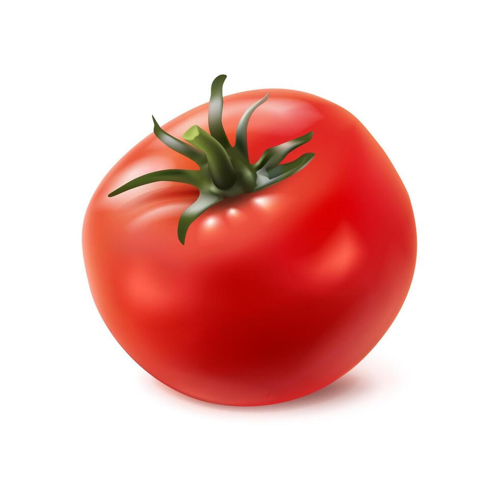 3d realista vector icono. rojo jugoso tomate con un verde provenir.