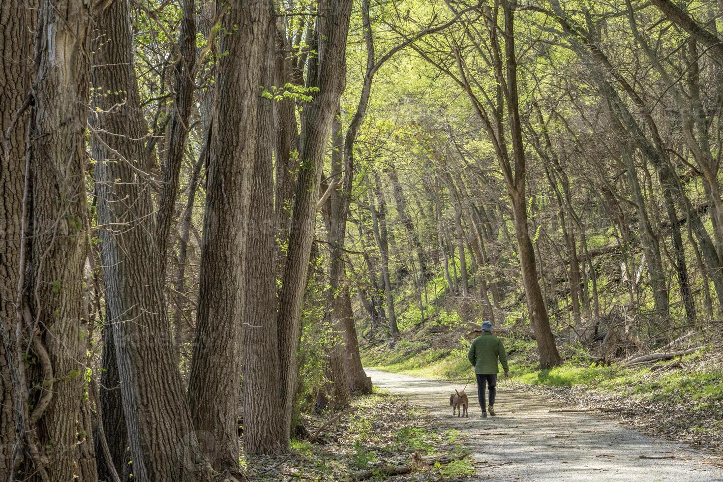 older man walking with a dog in a forest in springtime - Steamboat Trace Trail near Peru, Nebraska photo