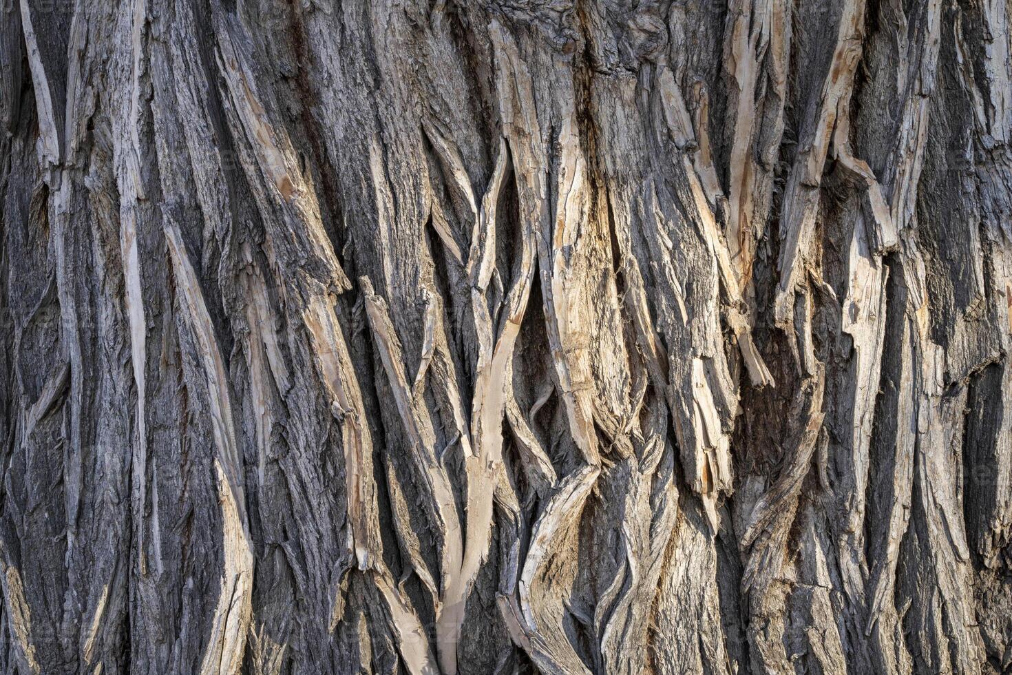 texture of an old poplar tree trunk with vertical bark patterns photo