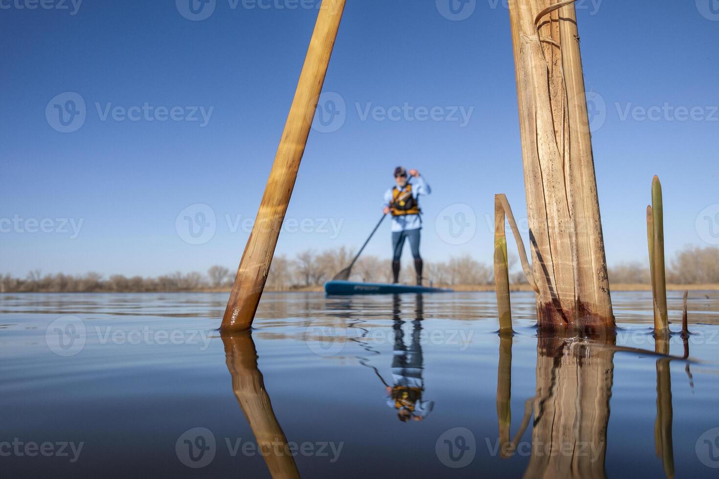 reeds on a calm lake in spring with an out of focus stand up paddler, frog perspective from an action camera at water level photo