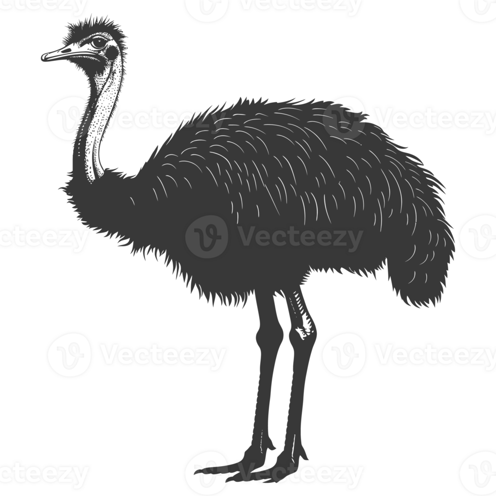 AI generated Silhouette ostrich animal black color only full body png