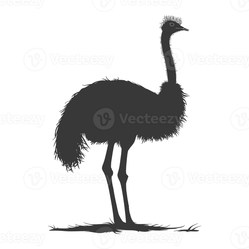 AI generated Silhouette ostrich animal black color only full body png