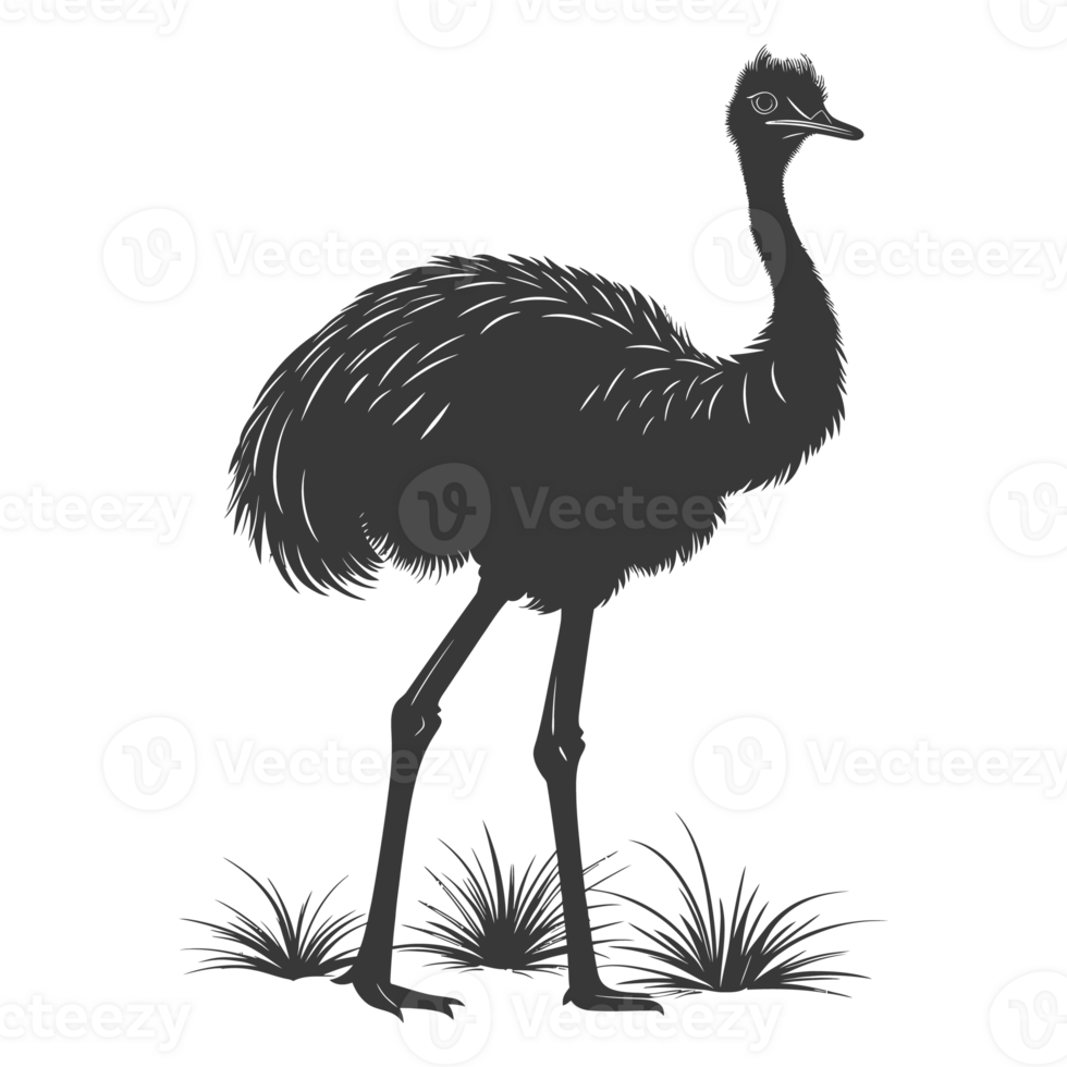 ai generiert Silhouette Strauß Tier schwarz Farbe nur voll Körper png