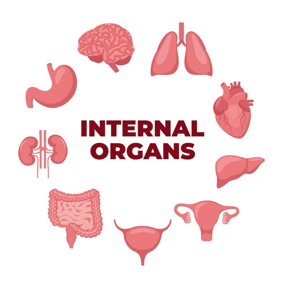 Internal organs set. Heart, brain, lungs, liver, stomach, intestines, bladder, kidneys, uterus and ovaries. Internal organs. Design element for medicine, biology, education. Vector illustration.