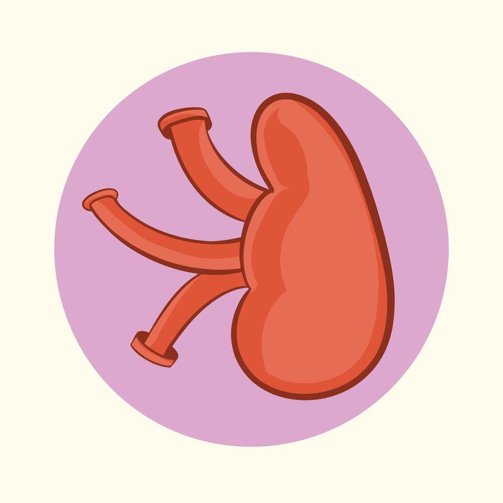 kidney vector illustration on isolated background