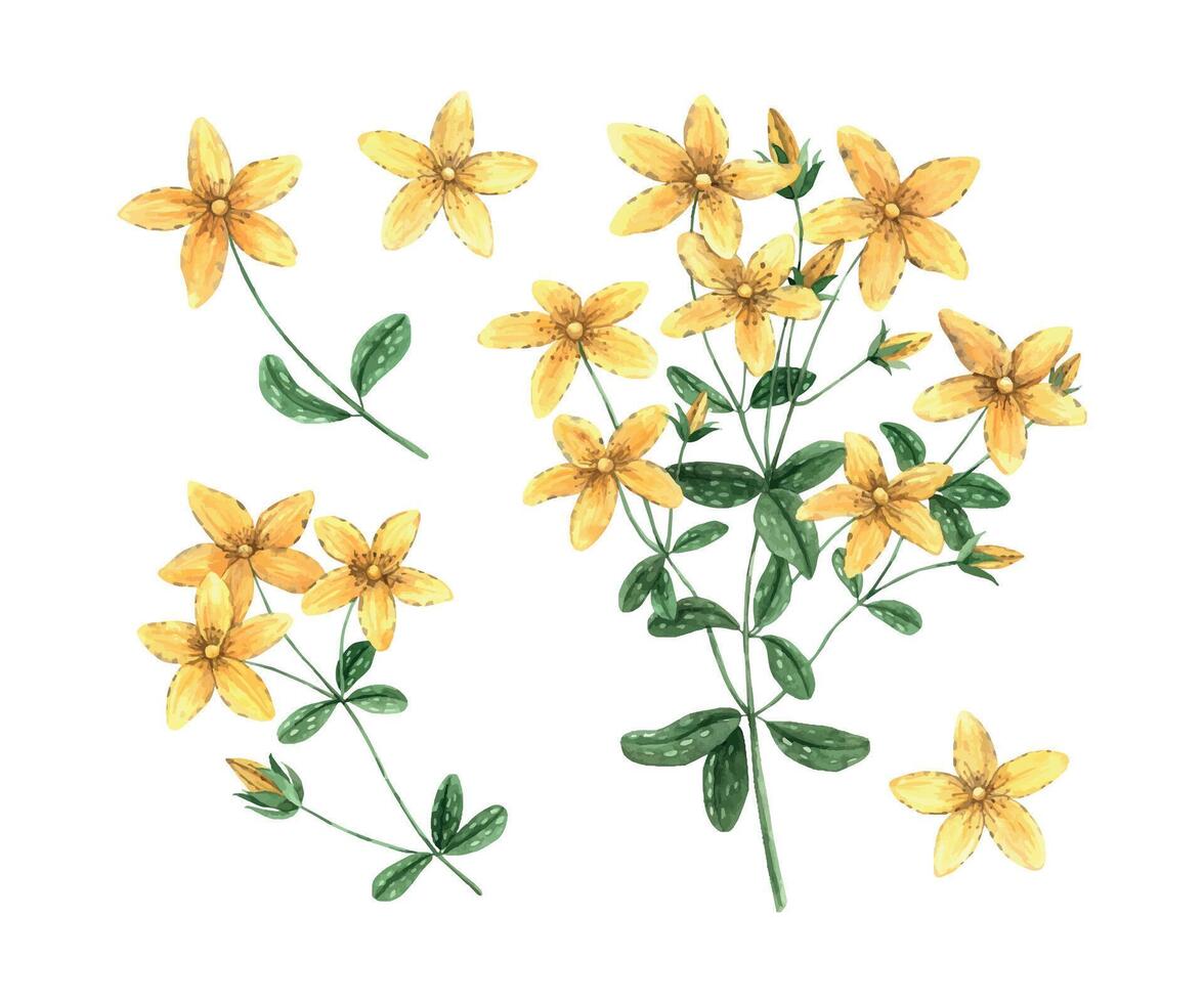 Watercolor set of yellow St. John's wort flowers. Hand drawn illustration on isolated background, suitable for menu design, packaging, poster, website, textile, invitation, brochure, textile vector