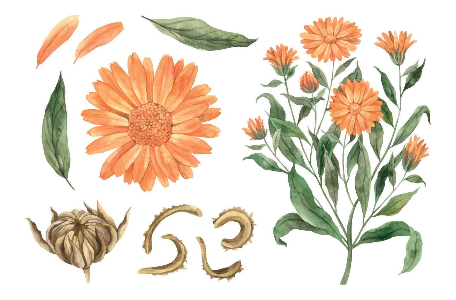 Watercolor botanical set of calendula flowers. Hand drawn illustration on isolated background, suitable for menu design, packaging, poster, website, textile, invitation, brochure, textile vector