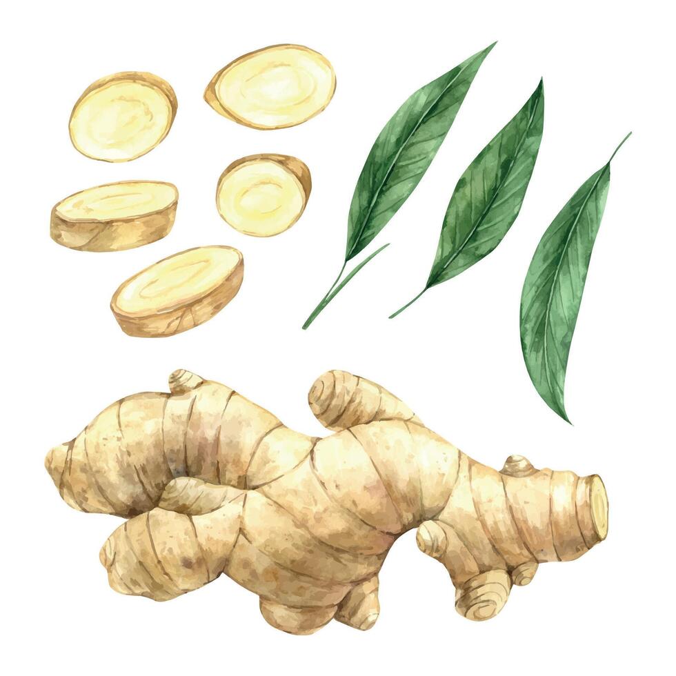 Watercolor set of juicy ginger with slices and green leaves. Illustration hand drawn on isolated background, suitable for menu design, packaging, poster, website, textile, invitation, brochure vector