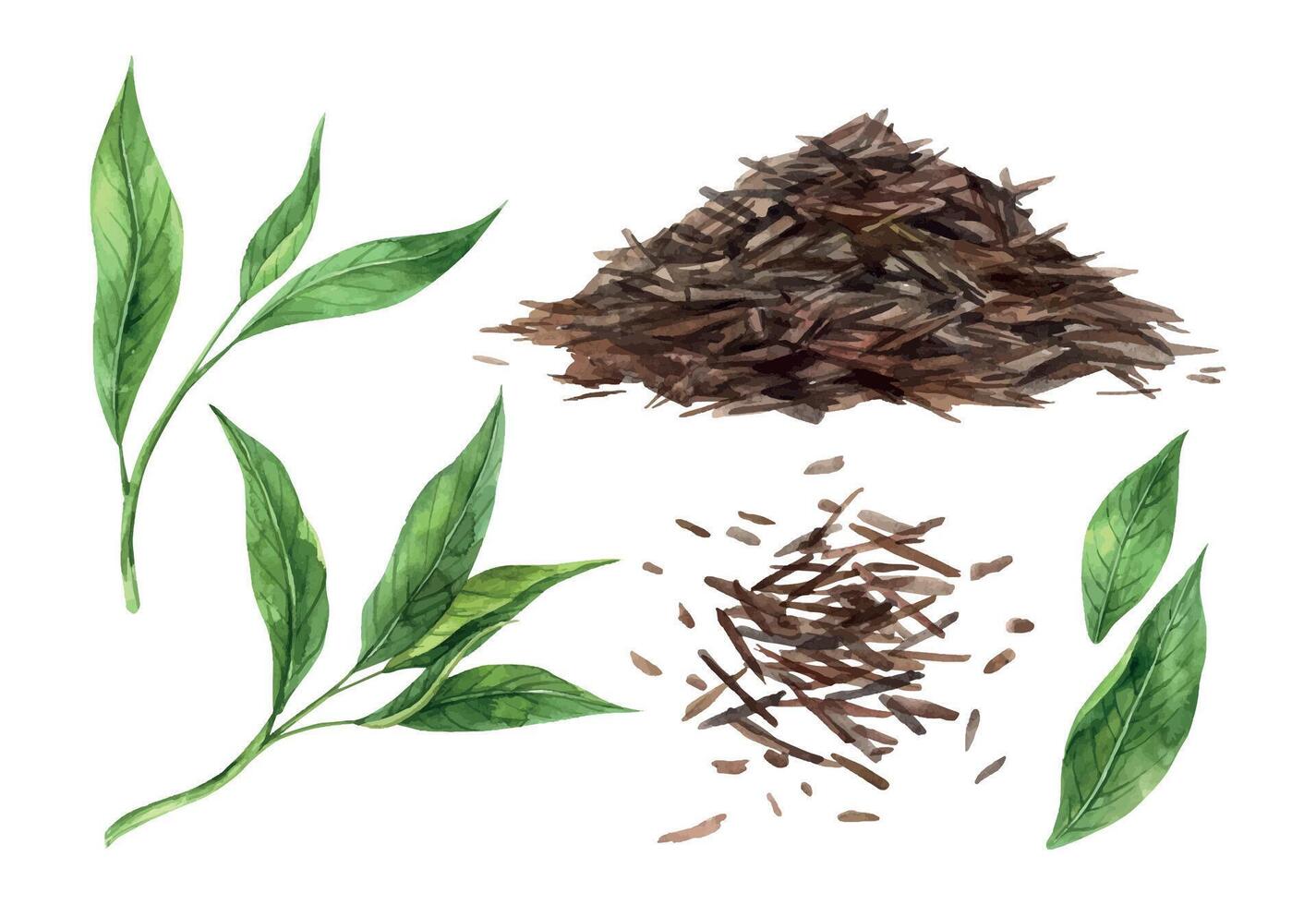 Watercolor set of fresh tea leaves and crumbly dry tea. Hand drawn illustration on isolated background, suitable for menu design, packaging, poster, website, textile, invitation, brochure, textile vector