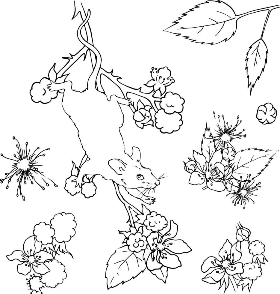 A small mouse on a blackberry branch. Linear drawing of animals and plants. Printable coloring book. Design of cards, dishes, packaging of cosmetics, sweets, etc. Funny animals. Fairytale style. vector