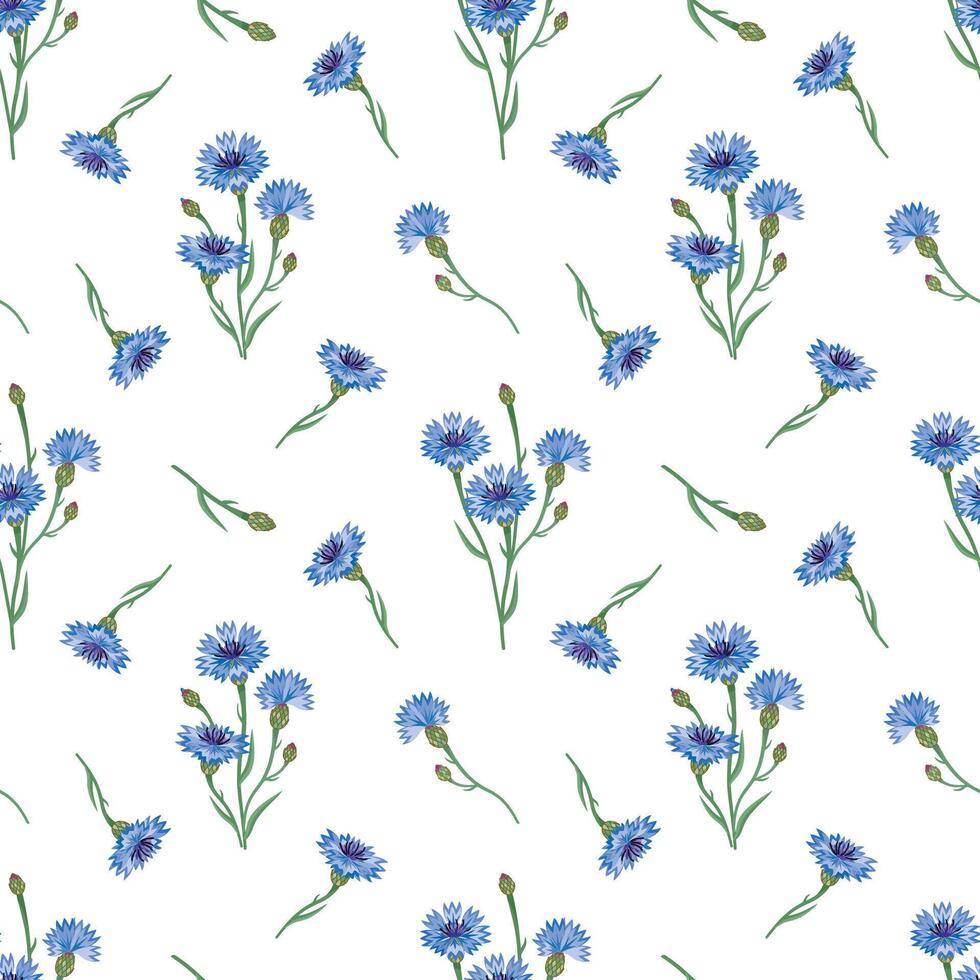Seamless floral pattern with cornflowers isolated on a white background. vector