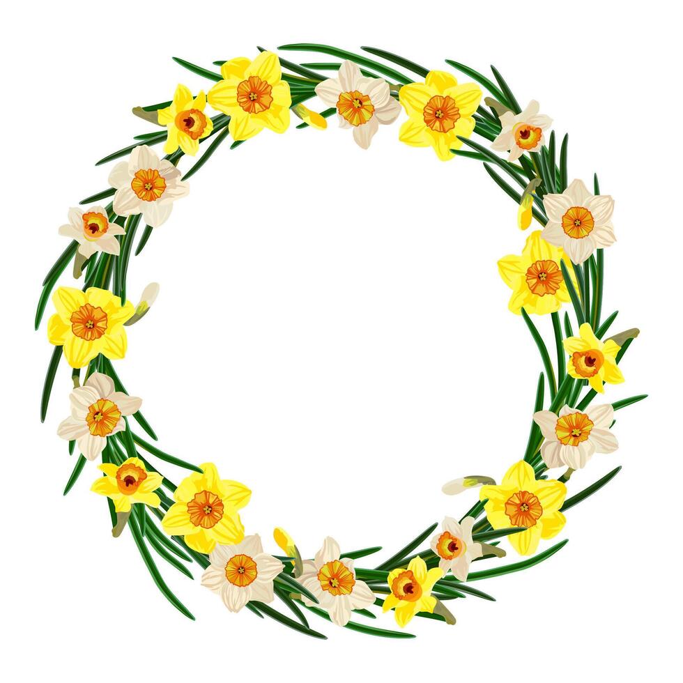 Empty circular floral wreath of daffodils isolated on white background. vector