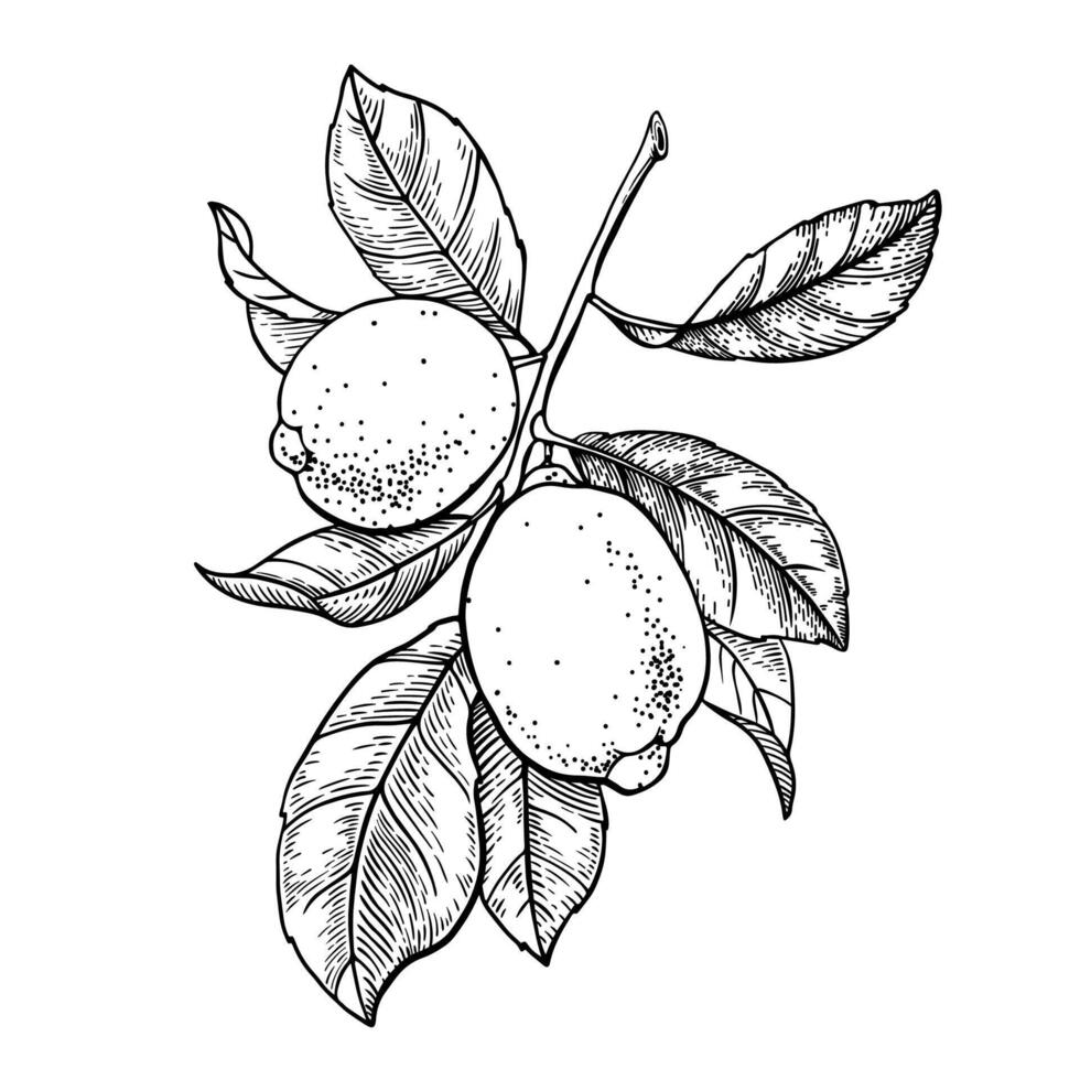 Lemon branch with leaves and fruits. Black and white contour drawing. vector