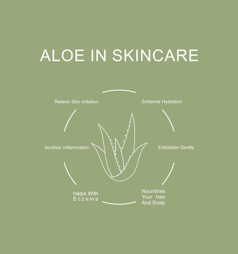 Aloe vera in skincare routine benefits. Infographic design vector
