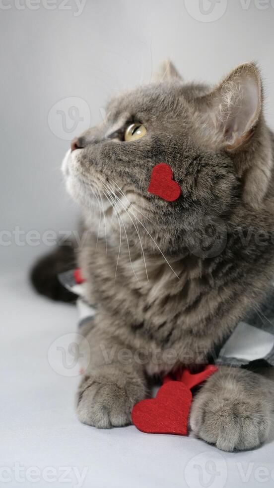 A cute gray cat scottish straight is wearing a chirt with red heart patterns and a red bowtie on February 14 for Valentine's Day. The pet is lying down on surface white background photo