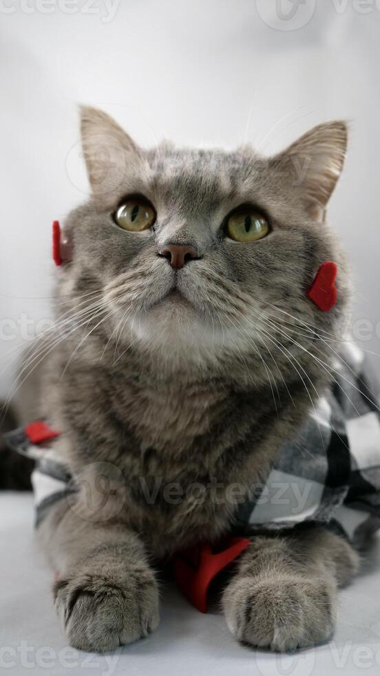 A cute gray cat scottish straight is wearing a chirt with red heart patterns and a red bowtie on February 14 for Valentine's Day. The pet is lying down on surface white background photo