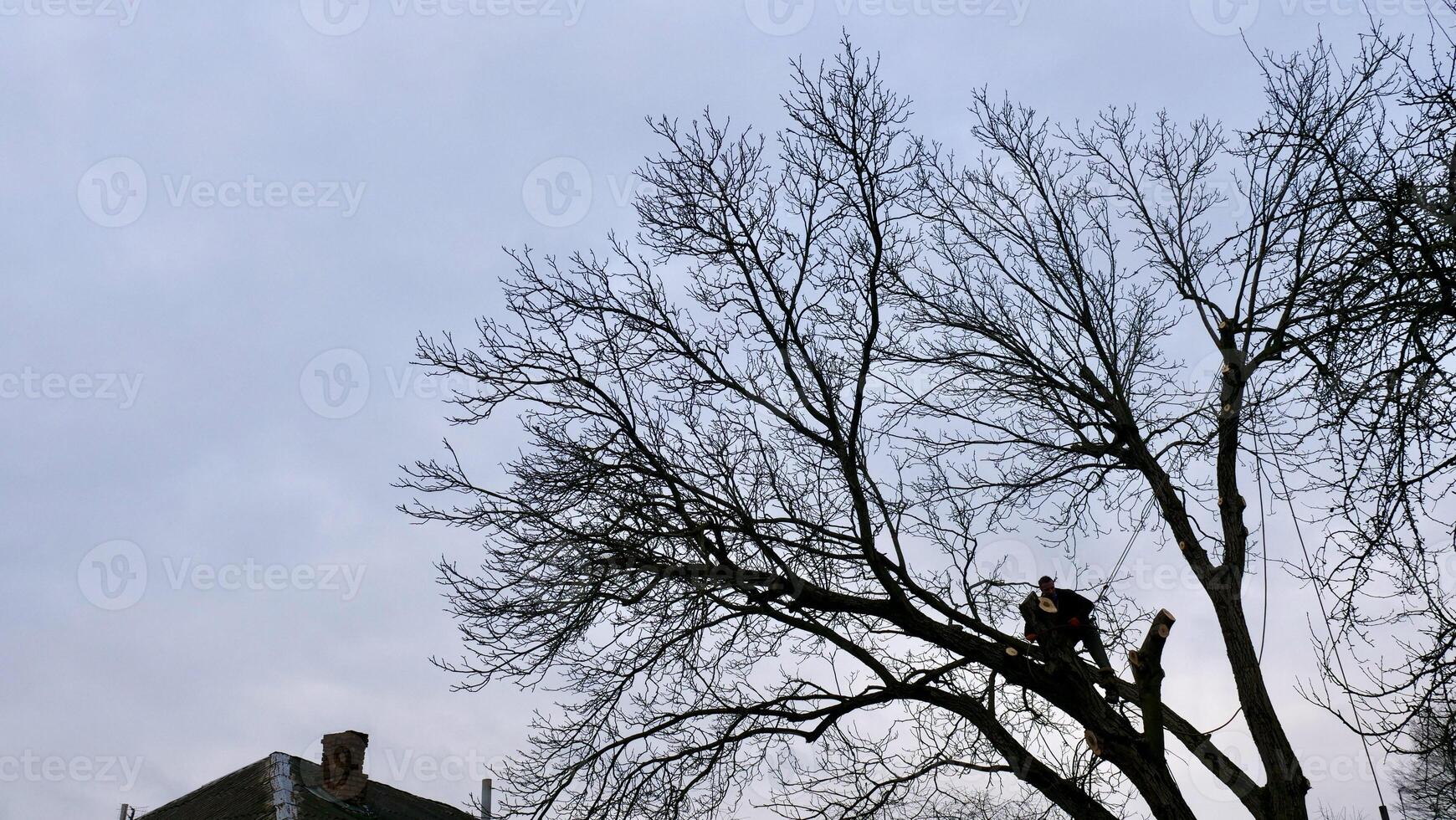 A professional arborist cuts a tree branch with a chainsaw in winter. A man on insurance with a helmet, cuffs. Vertical photo