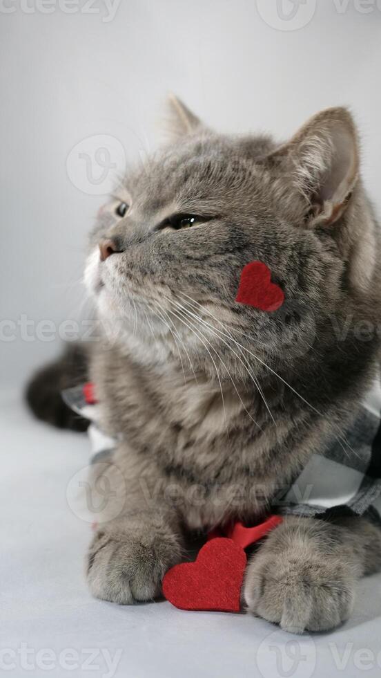 A cute gray cat scottish straight is wearing a chirt with red heart patterns and a red bowtie on February 14 for Valentine's Day. The pet is lying down on surface white background photo