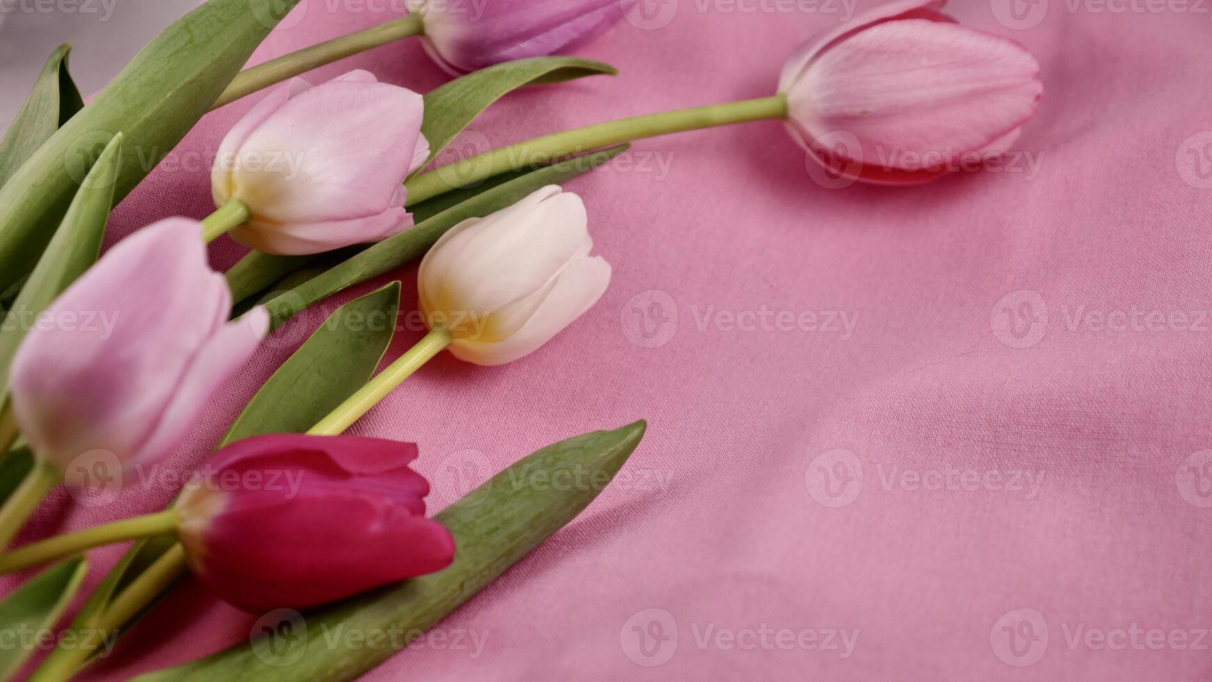 Romantic Pink tulip flowers on March 8 international women's day, mother's day with copy space for paste text. Close up photo