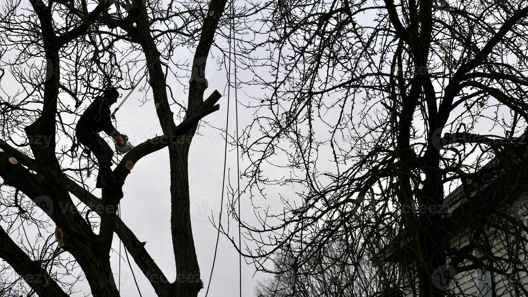 A person, man, arborist is chopping and cutting a tree in front of a house under the cloudy winter sky, altering the natural landscap photo