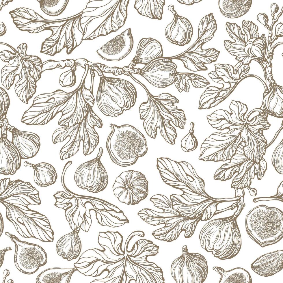 Figs seamless pattern. Vector antiquity garden, vintage tree, fruit, texture leaf. Art hand drawn illustration on white background. Botanical texture sketch fruit. Organic harvest. Graphic old print