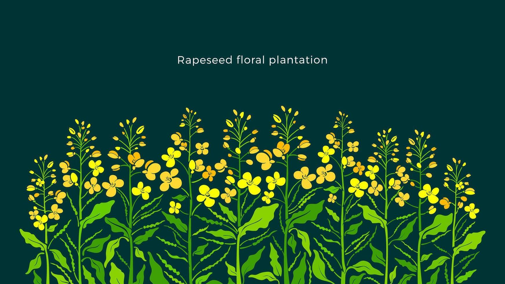 Rapeseed border. Vector canola set, mustard plant. Art shape of green leaf, summer bud, yellow flower, seed. Color farm background. Plantation in bloom. Floral pattern