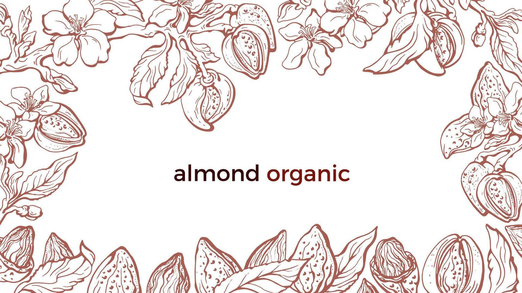 Almond frame. Vector botany branch, leaf, flower in bloom, hazelnut. Hand drawn floral illustration on white background. Art retro border. Organic food,  bio milk, healthy oil