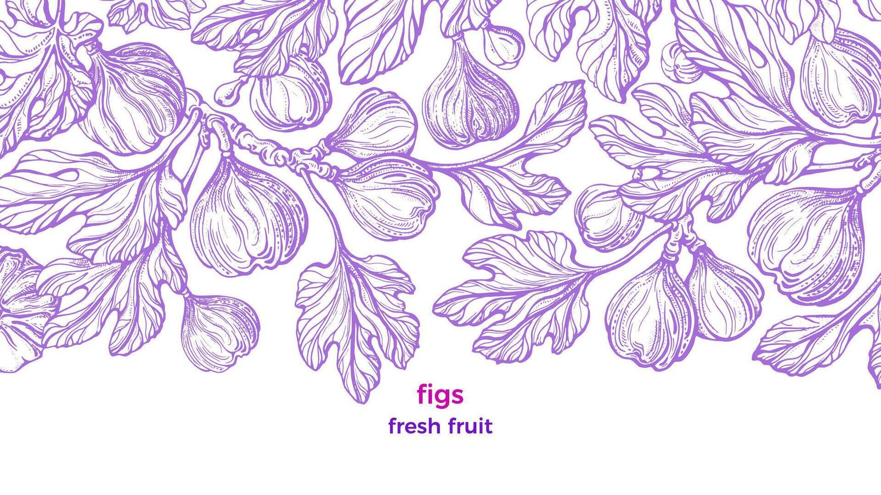 Figs plant. Vector vintage pattern. Art hand drawn illustration on white background. Botanical tree, branch, engraved fruit, texture leaves. Sweet exotic food. Summer plantation, raw harvest, garden