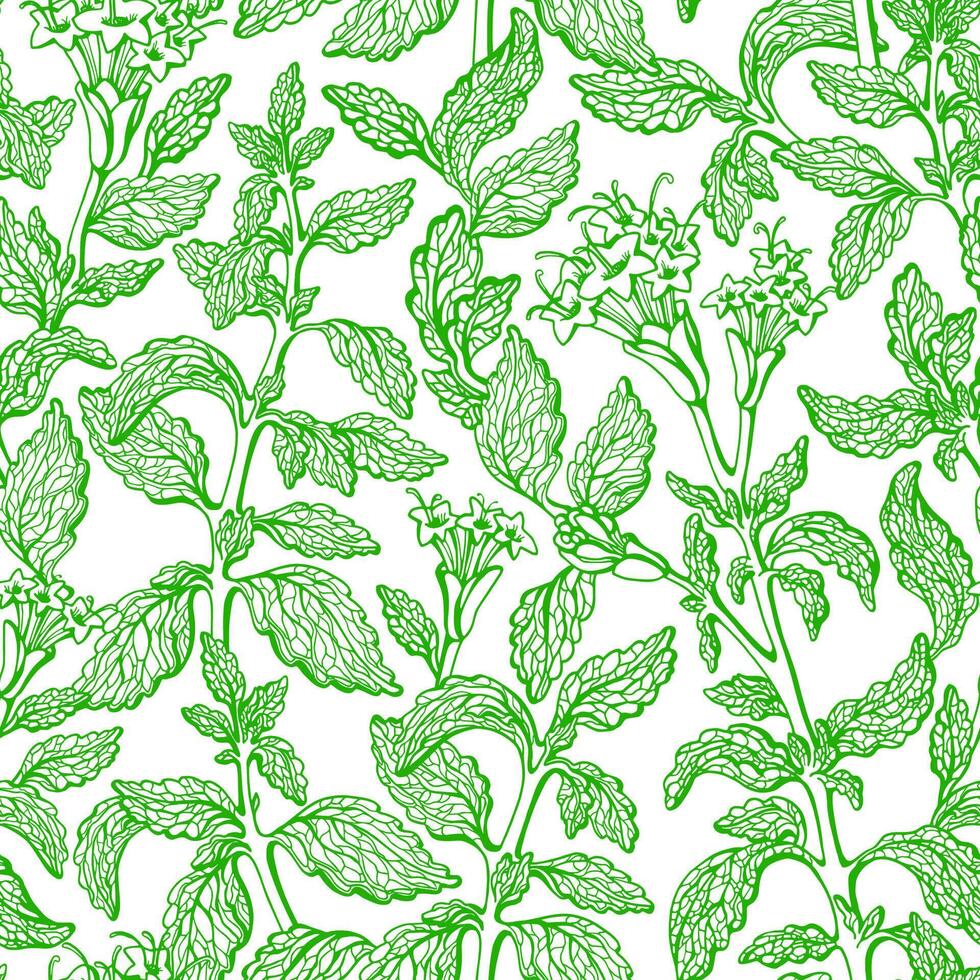 stevia sin costura modelo vector Fresco orgánico planta