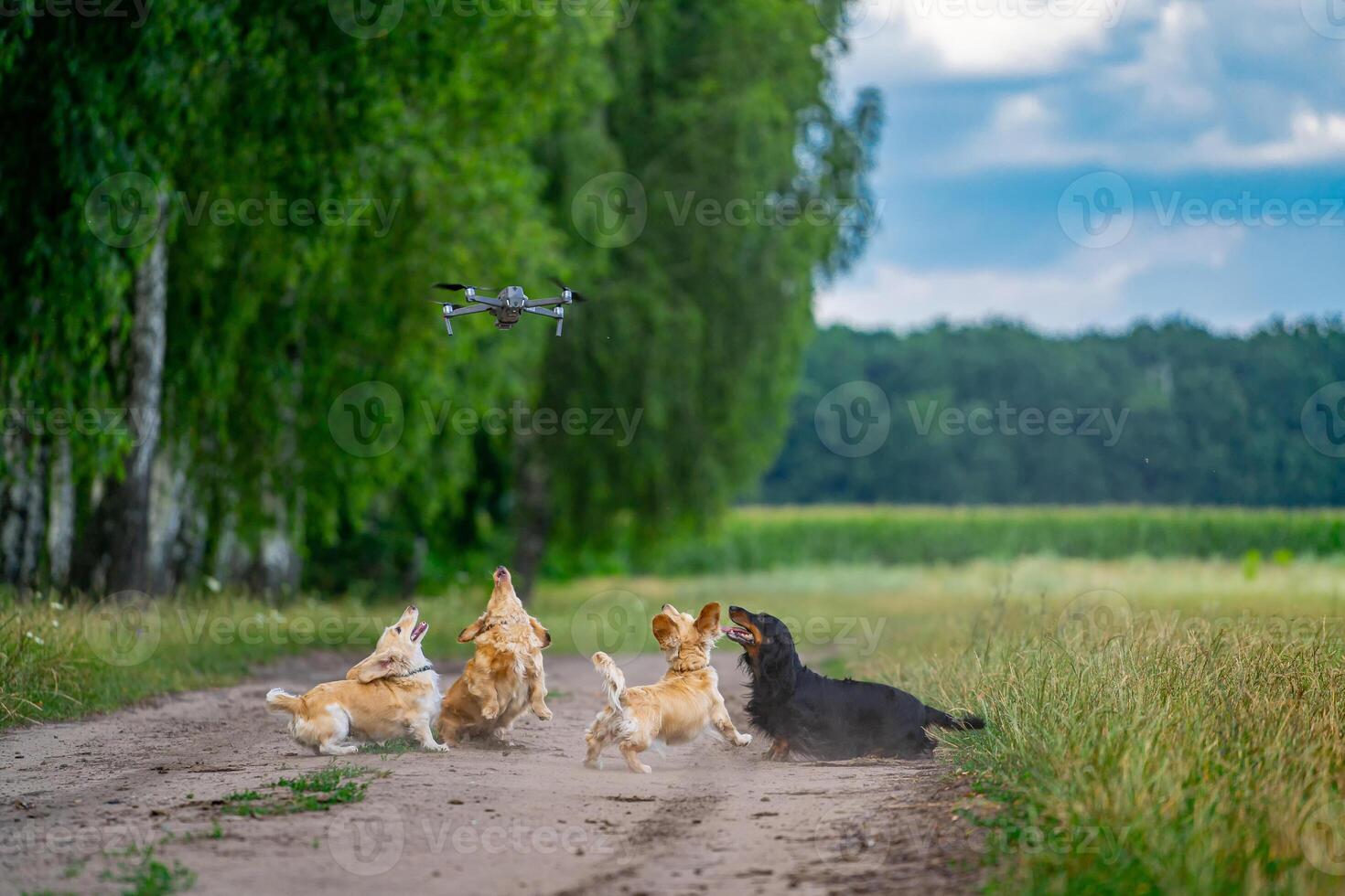Small breed dog running outdoor. Dog on nature background. Small breeds looking at the drone and want to playing with it. Happy walk of the dogs concept photo