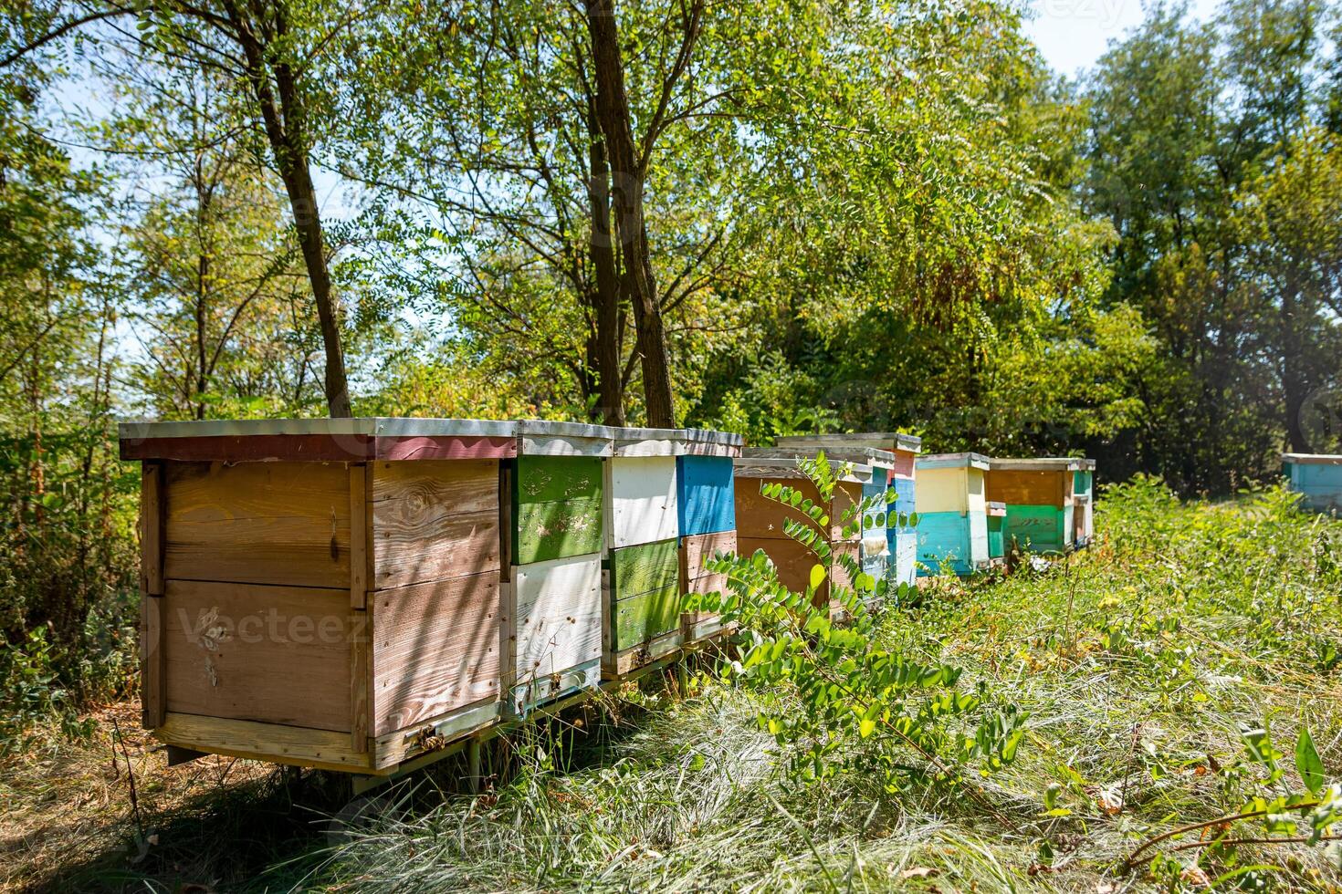 Hives of different size and color stand in the apiary surrounded by trees. Summer day. No people. photo