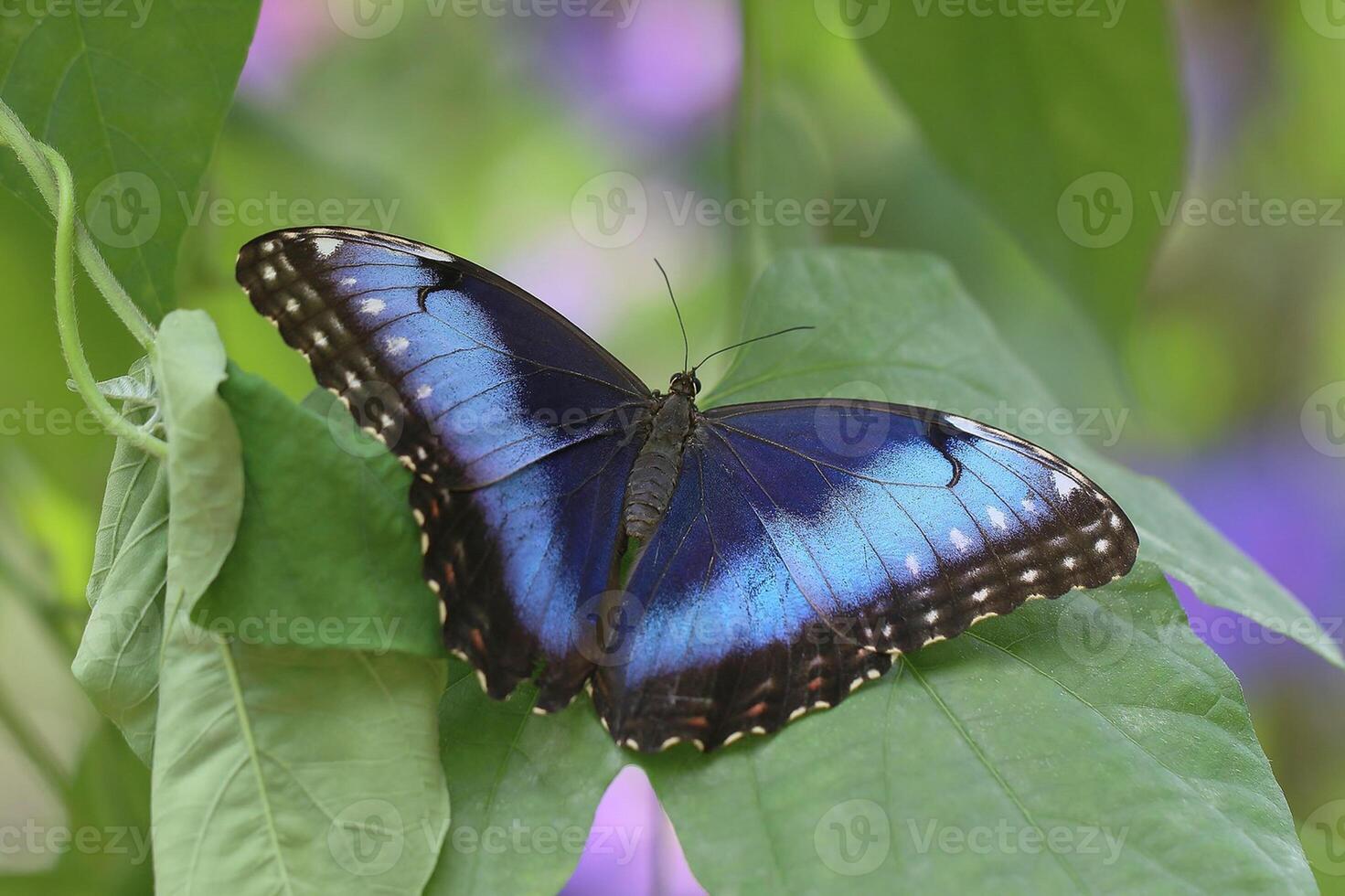 Monarch, Beautiful Butterfly Photography, Beautiful butterfly on flower, Macro Photography, Beautyful Nature photo