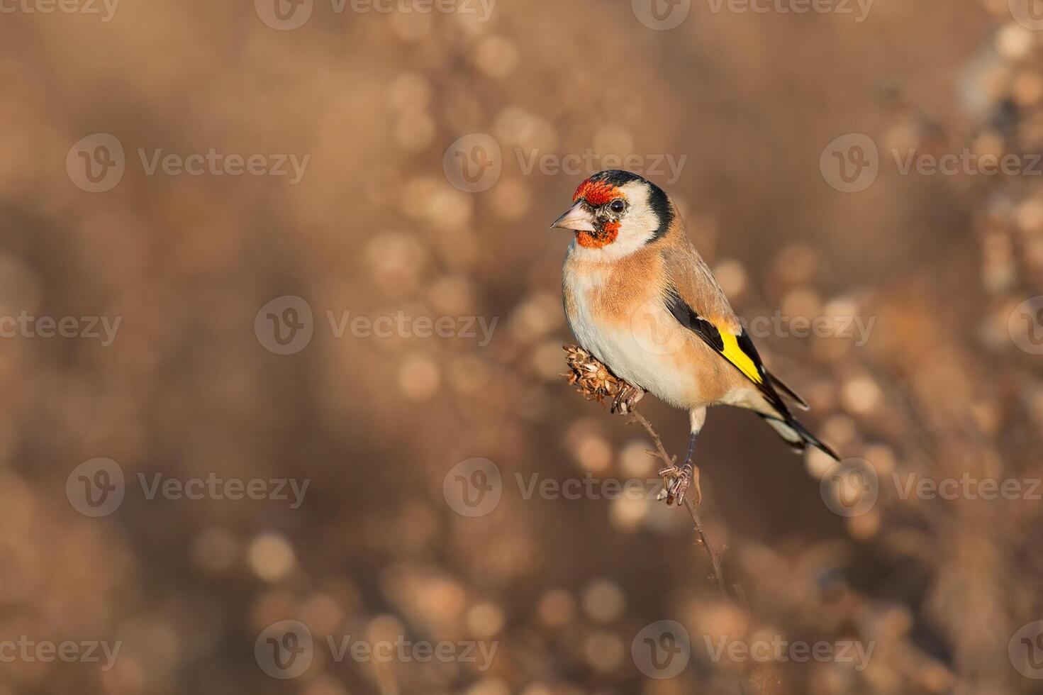 Bird Photography, Bird Picture, Most Beautiful Bird Photography, Nature Photography photo