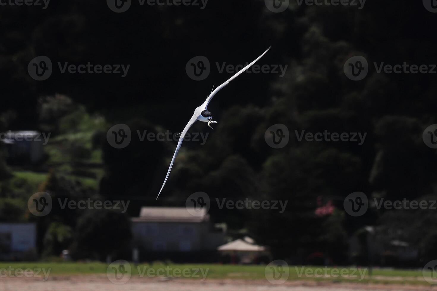 Bird Photography, Bird Picture, Most Beautiful Bird Photography, Nature Photography photo