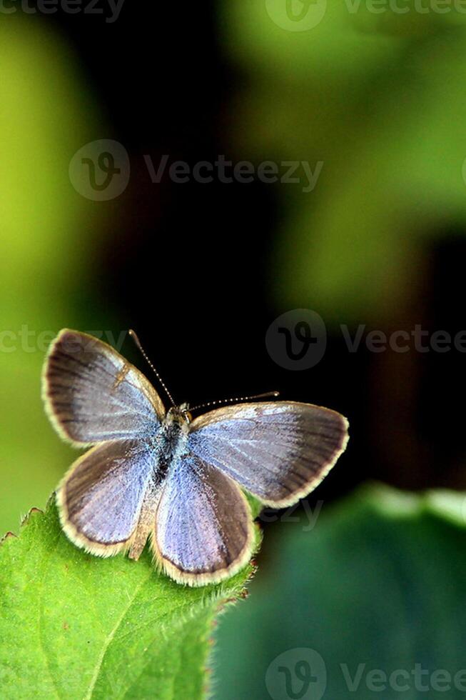 monarca, hermosa mariposa fotografía, hermosa mariposa en flor, macro fotografía, bello naturaleza foto