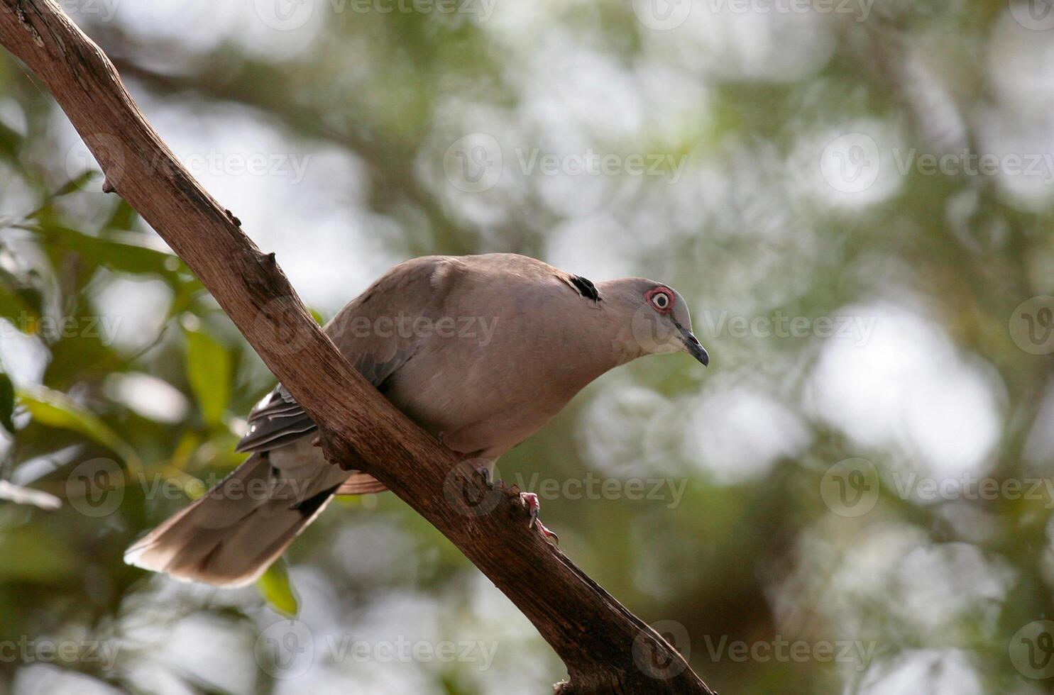 Bird Photography, Bird Picture, Most Beautiful Bird Photography, Nature Photography photo