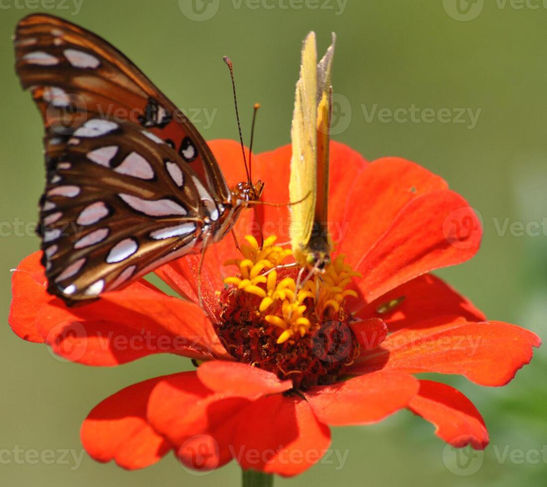 Monarch, Beautiful Butterfly Photography, Beautiful butterfly on flower, Macro Photography, Beautyful Nature photo