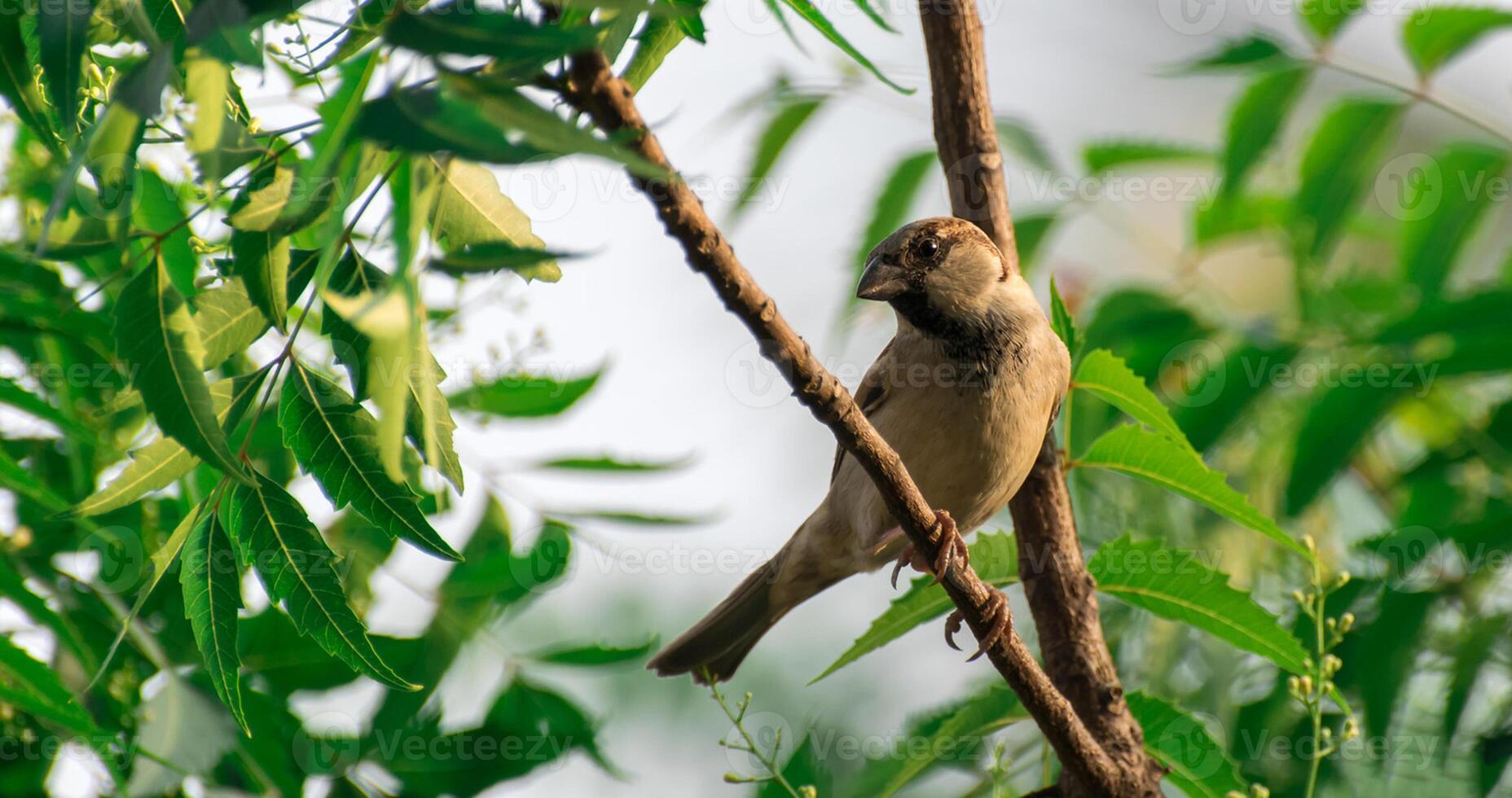 Bird Photography, Bird Picture, Most Beautiful Bird Photography, Nature Photography photo