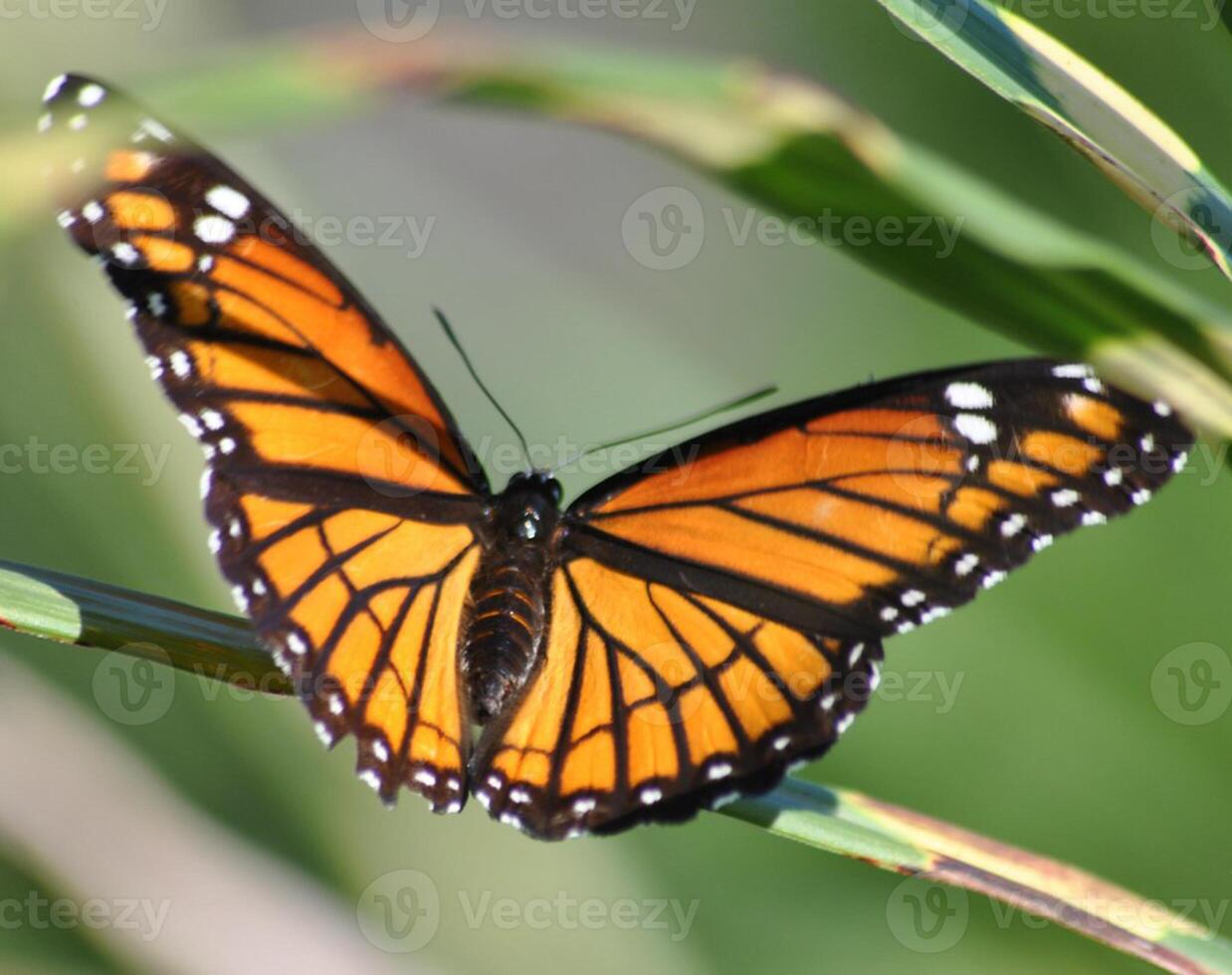 monarca, hermosa mariposa fotografía, hermosa mariposa en flor, macro fotografía, bello naturaleza foto