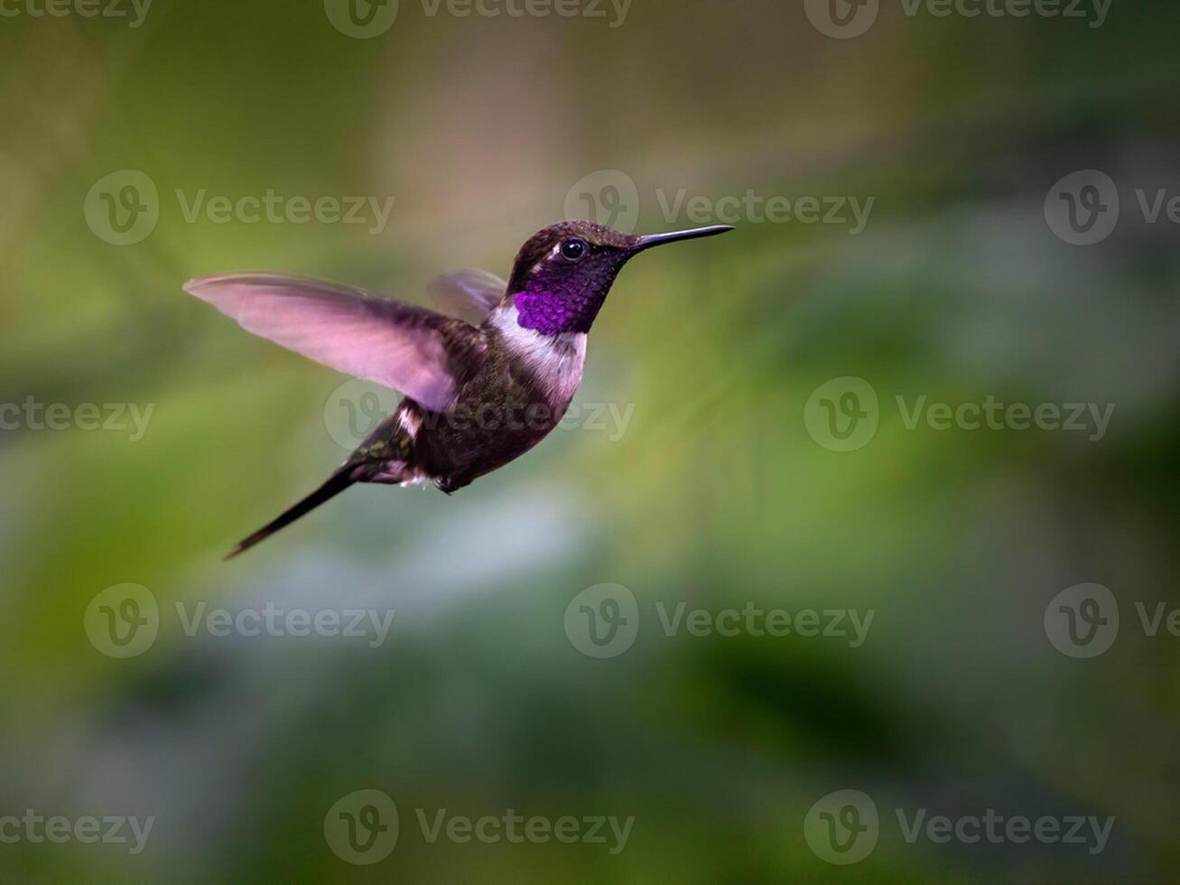 pájaro fotografía, pájaro imagen, más hermosa pájaro fotografía, naturaleza fotografía foto