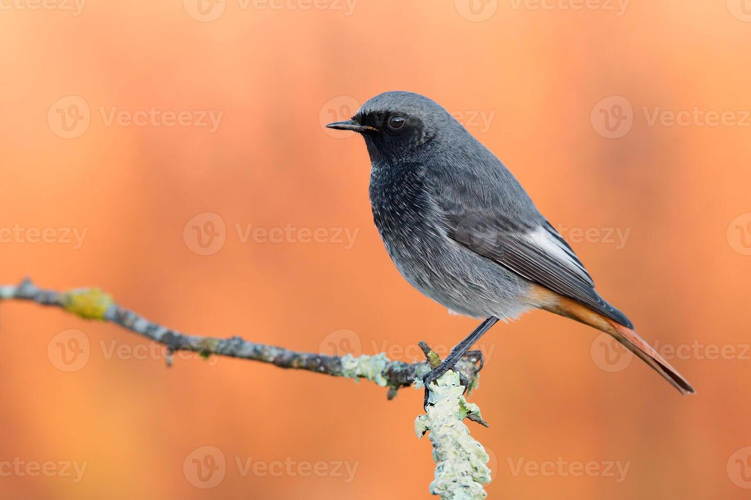 pájaro fotografía, pájaro imagen, más hermosa pájaro fotografía, naturaleza fotografía foto